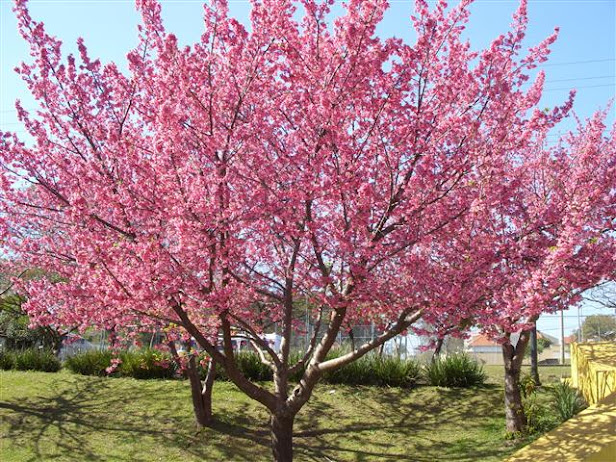 Cerejeira Sakura Okinawa l Mudas Inxertadas