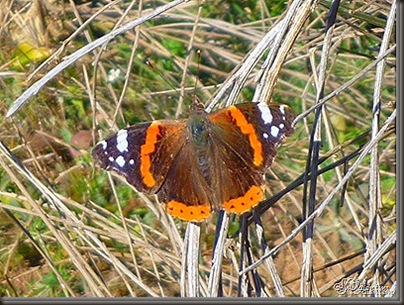 clip_image095