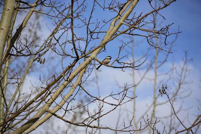 black-capped chickadee, poecile atricapillus, spring, may day, walpurgis