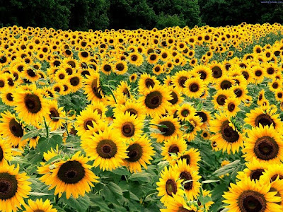 sunflower pictures