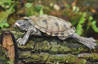 turtle crawling on fallen tree trunk as a sign of insight as slow but incisive