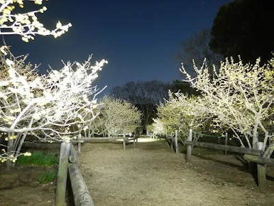 蝋梅を求めて所沢航空記念公園へ行ってきました。今が見頃です！！