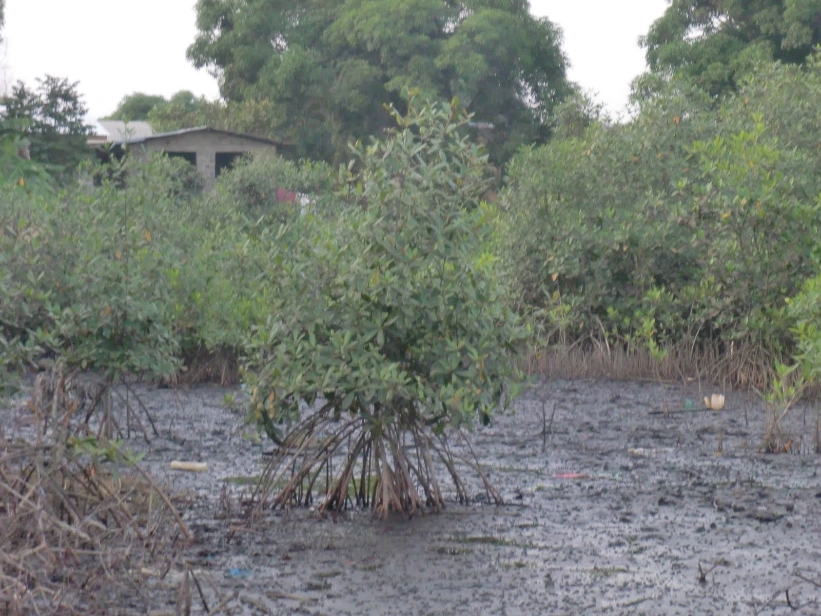 YCCI-Liberia