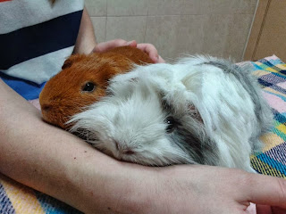 cobayas en el veterinario