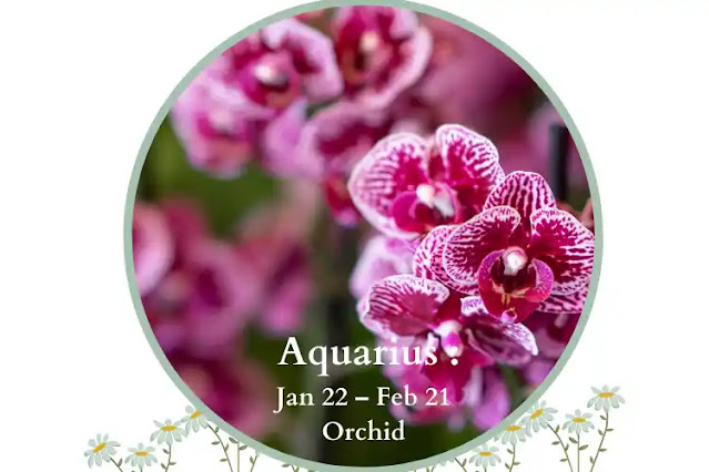 Flower for Aquarius Zodiac Sign