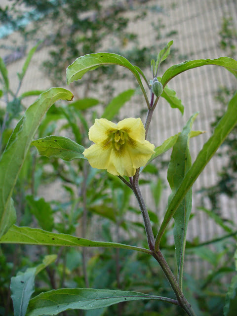 Physalis walteri