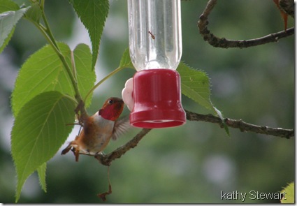 Male Rufous Hummingbird