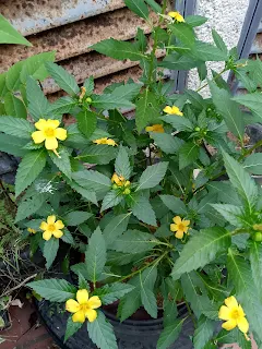 Planta de Marilope florecida