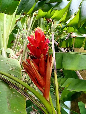 Red torch banana - Musa coccinea