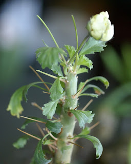 Sarcocaulon crassicaule 