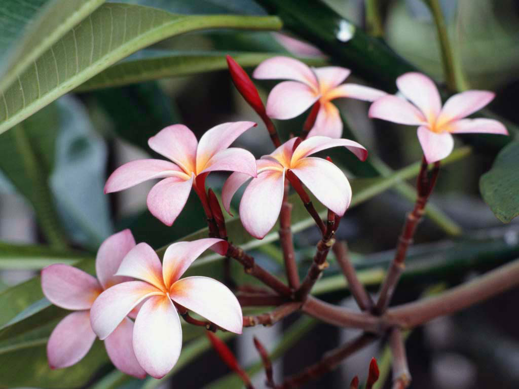 [Frangipani+Flowers.jpg]