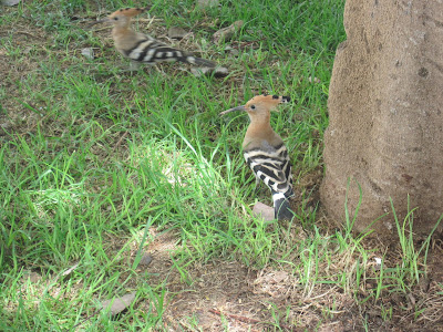 Hoopoes in Tel Aviv