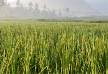 Agriculture TEHNIK BUDIDAYA PADI GOGO RANCAH