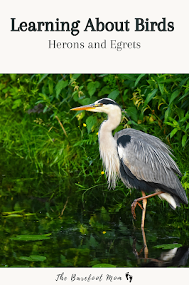 Activities and resources for learning about herons and egrets with elementary students