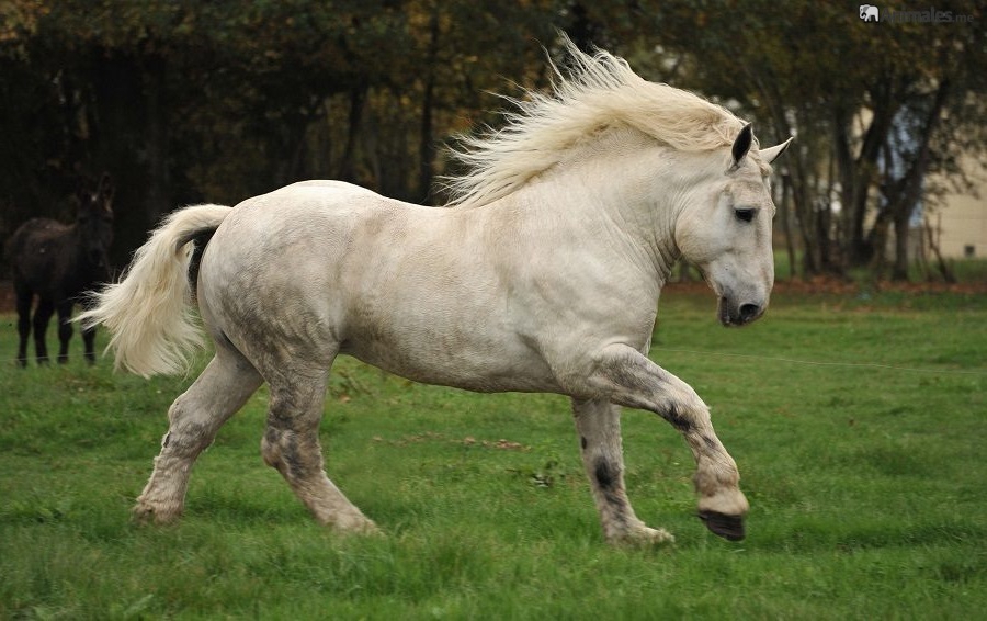 El Caballo Percherón es una raza de caballo de tiro que se originó en el valle del río Huisne en el oeste de Francia, parte de la antigua provincia de Perche de la cual toma su nombre.