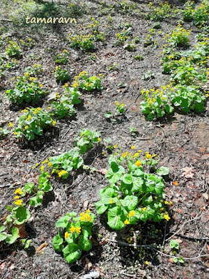 Калужница лесная (Caltha silvestris)