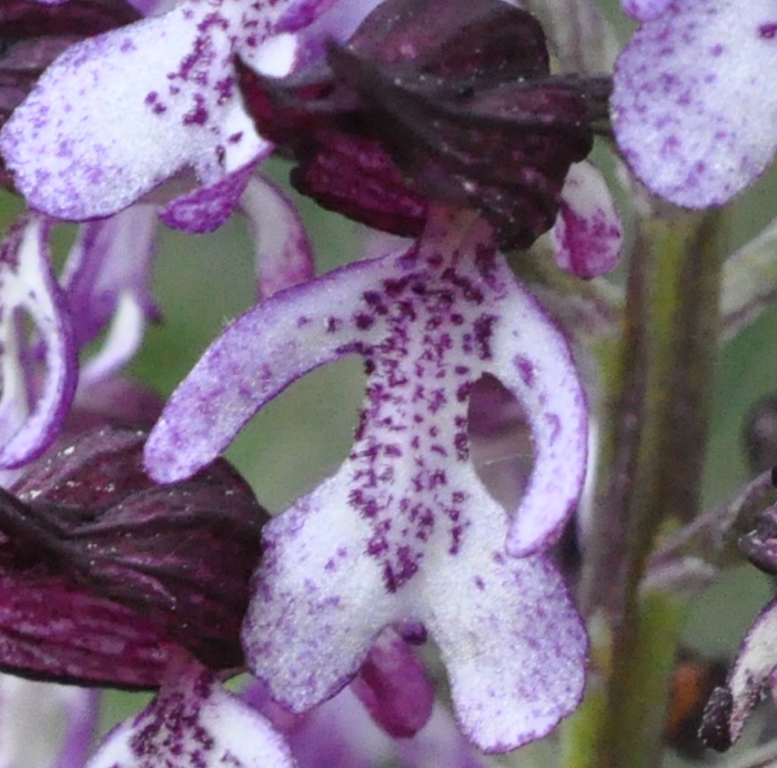 Orchis pourpre