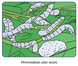  Materi dan Kunci Jawaban Tematik Kelas  Materi dan Kunci Jawaban Tematik Kelas 5 Tema 8 Subtema 1 Halaman 16, 17, 26