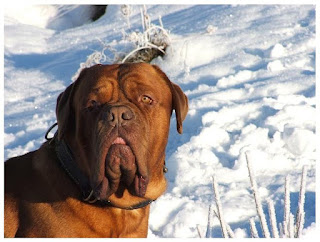 Pictures of Mastiff Dogs