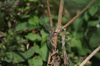 Migrant Hawker