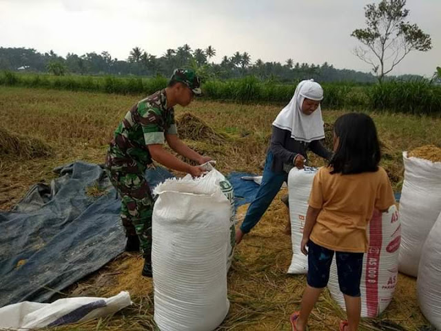 Mewujudkan Swasembada Pangan Babinsa Desa Barukan Mengikuti Giat Panen Padi