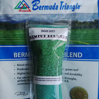 Biji rumput bermuda grass seed