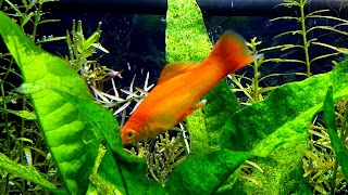 Swordtail Best Wallpaper