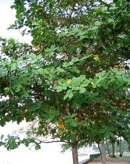  gambar  pokok ketapang  dan daunnya