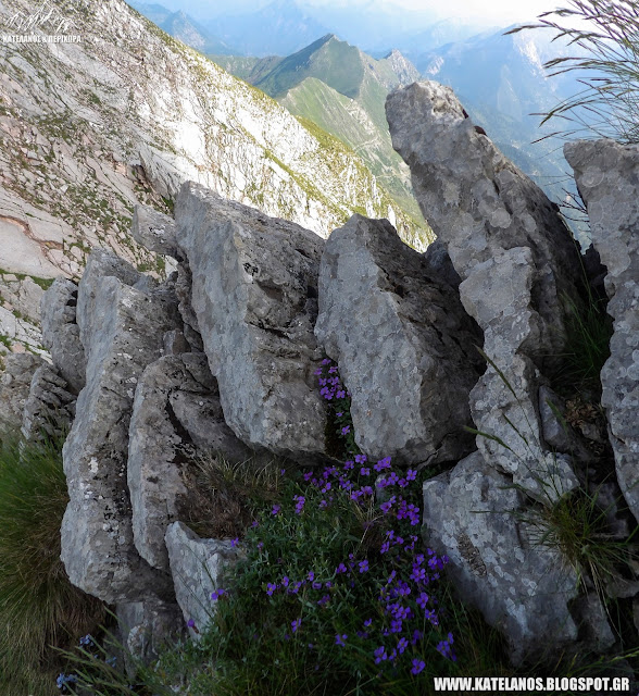 Aubrieta deltoidea Ωμπριέτα δελτοειδής