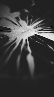 impact of stress