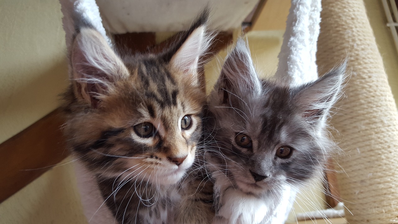 Maine Coon Characteristics | Maine Coon Kittens
