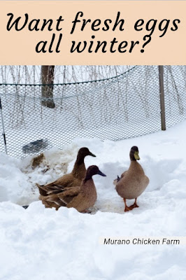 Raise ducks for eggs in winter