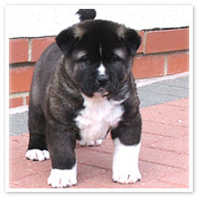 Akita Puppies Pictures