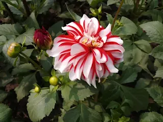 Red and white pom pom dahlia