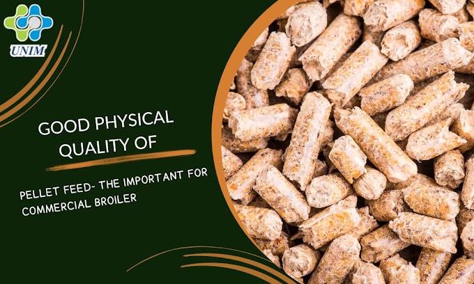Good Physical Quality Of Pellet Feed- The Important For Commercial Broiler
