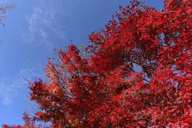 桜山公園の紅葉1