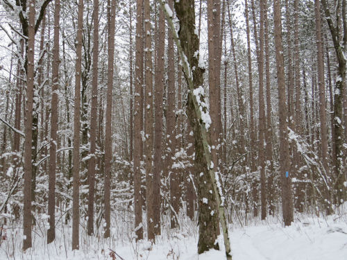 winter woods