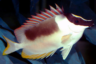 rabbitfish