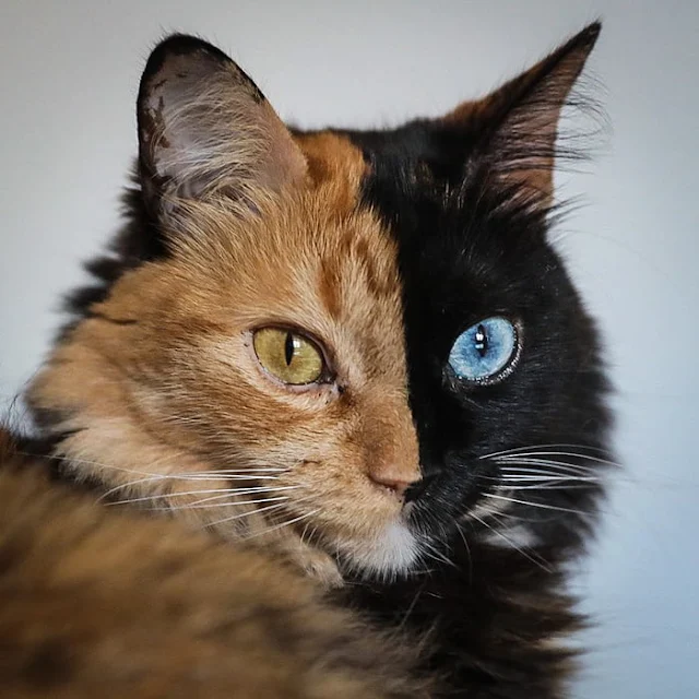 Introducing-Quimera-the-Breathtaking-Feline-with-T͏wo͏-D͏i͏ffe͏r͏e͏n͏t͏-Fa͏c͏e͏s͏-cats-stories