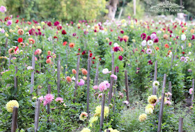 Dahlia Flowers, Bliss-Ranch.com