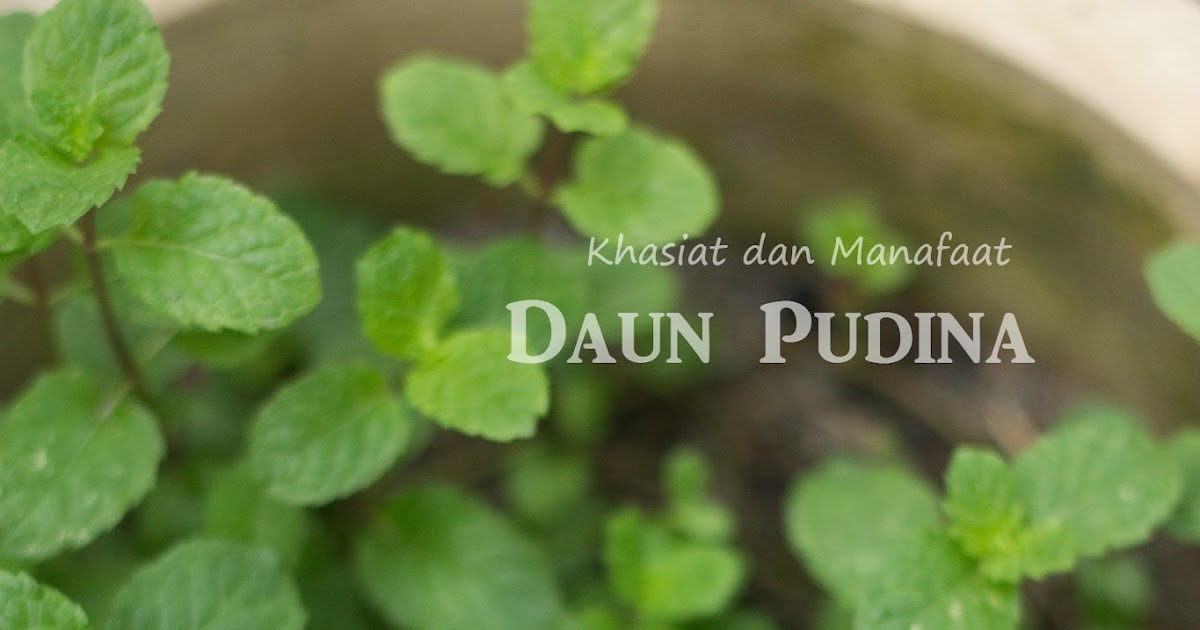 Intai-Intai Dapur FHA: DAUN PUDINA . Khasiat Dan Manafaat