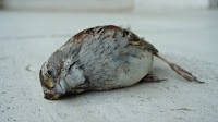 [Carcass of white-throated sparrow at Sheldon Art Gallery]