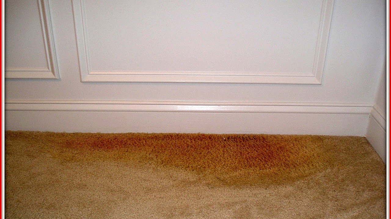 How To Get Rid Of Pet Odors In Carpet