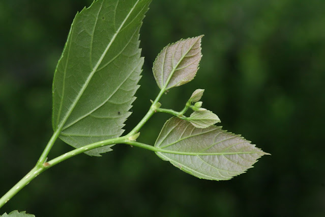 Tilia kiusiana