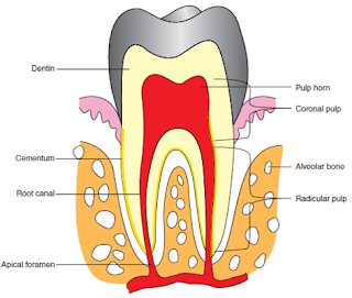 Dental Pulp, pulp morphology, pulp histology,