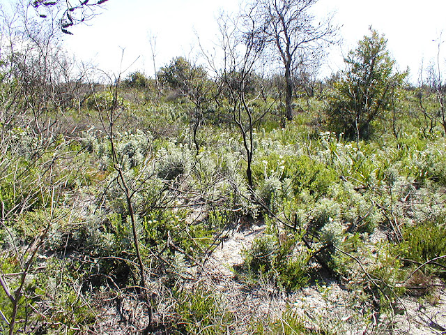 Coastal heath with Flannel Flower Actinotus helianthus, New South Wales, Australia. Photo by Loire Valley Time Travel.