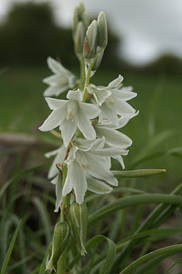 Knikkende Vogelmelk - Grutte Gersstjer - Ornithogalum nutans