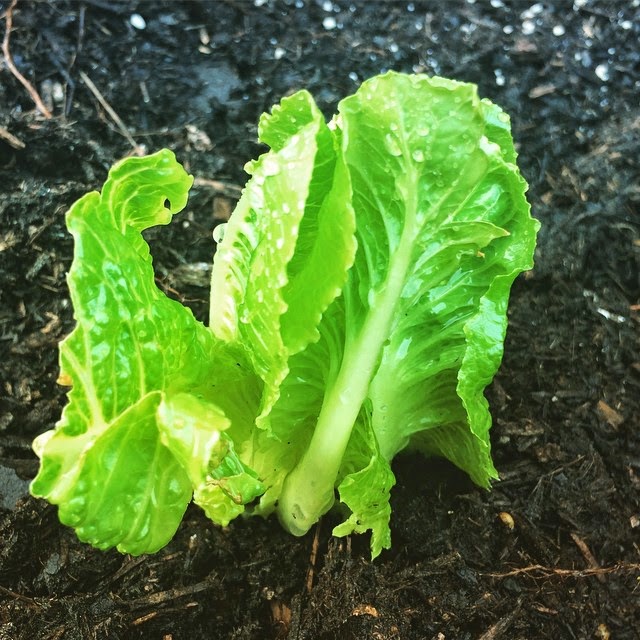  romaine lettuce from scraps