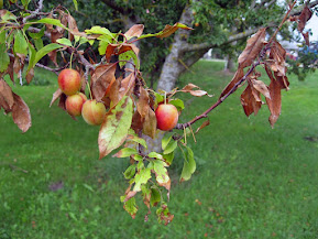 A branch of a plum showing the reddish-brown on fire blight.