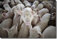 swine